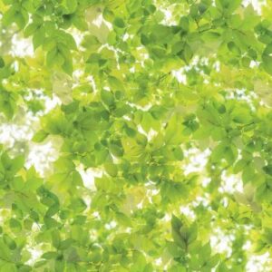 GIẤY DÁN TƯỜNG HÀN QUỐC NATURE 87036-1